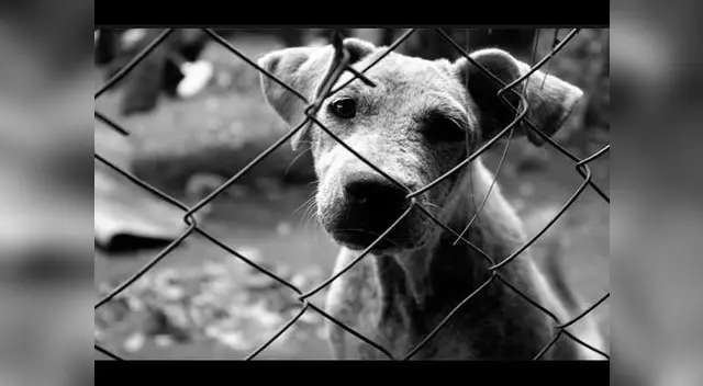 Es hora de brindarle un hogar a una mascota de la calle. Es hora de brindarle un hogar a una mascota de la calle.