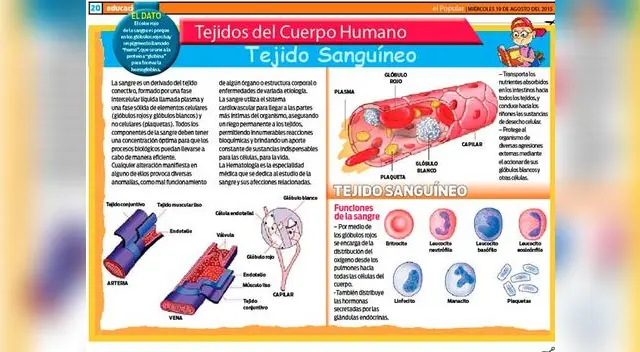 Tejido sanguíneo: conócelo más. Tejido sanguíneo: conócelo más.