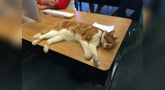 Este gato estudia más que tú Este gato estudia más que tú