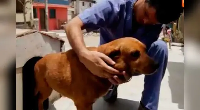 Pancho Cavero operó a perrita vigilante de San Genaro. Pancho Cavero operó a perrita vigilante de San Genaro.
