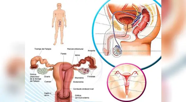 Los órganos del aparato reproductor