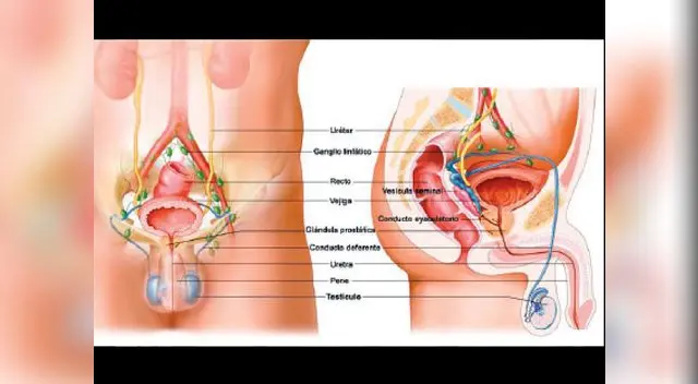 Los órganos del aparato reproductor