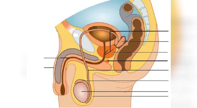 El escroto tiene siete capas, de ellas dos son musculares. La más superficial es el dartos y la más profunda el cremaste. El escroto tiene siete capas, de ellas dos son musculares. La más superficial es el dartos y la más profunda el cremaste.