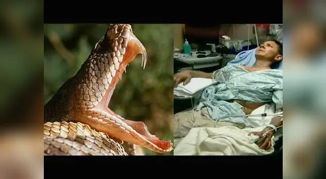 Serpiente casi lo deja al borde de la muerte.