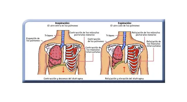 Sistema respiratorio.