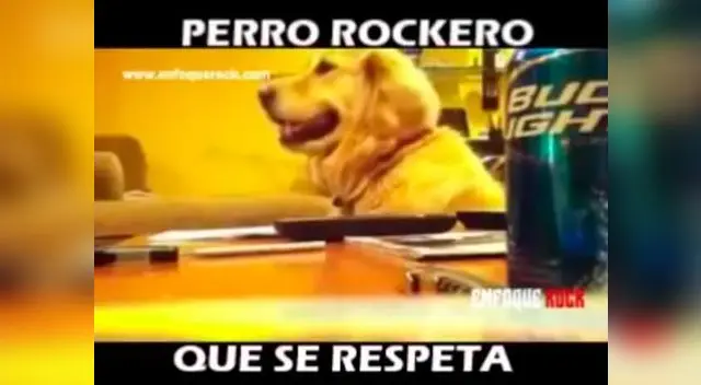 Perro rockero que se respeta, así lo difunden en Facebook Perro rockero que se respeta, así lo difunden en Facebook