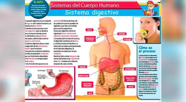 El sistema digestivo del cuerpo humano.