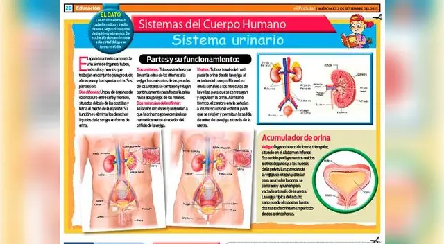 Conoce los componentes del sistema urinario.