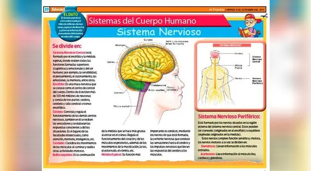 Conoce el Sistema Nervioso Central y Periférico del cuerpo humano