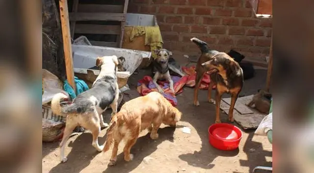Cierran albergues de perro. Cierran albergues de perro.