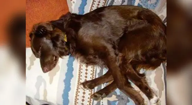 Con amor y cuidados necesarios logró cambiar su aspecto.