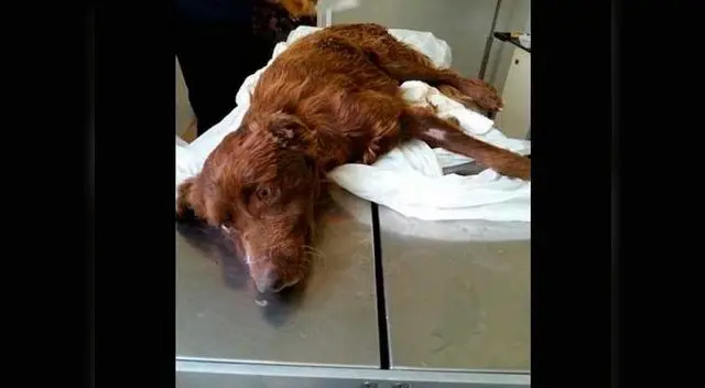 Proceso de recuperación.