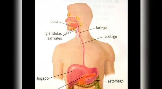 Tus hijos pueden sacar 20 en el colegio con este material de estudio.