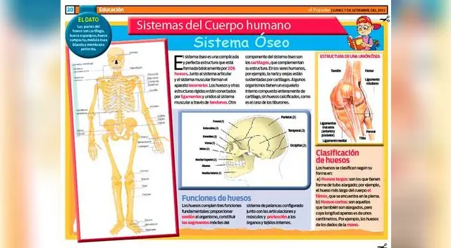 El Sistema Óseo. El Sistema Óseo.