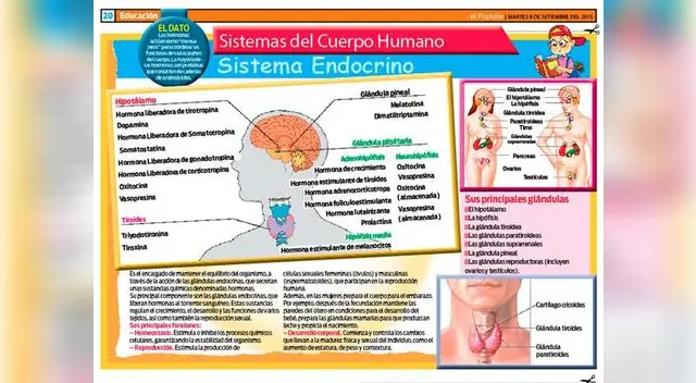 Conoce las principales funciones del sistema endocrino Conoce las principales funciones del sistema endocrino