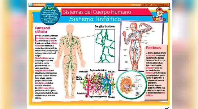 El sistema linfático.