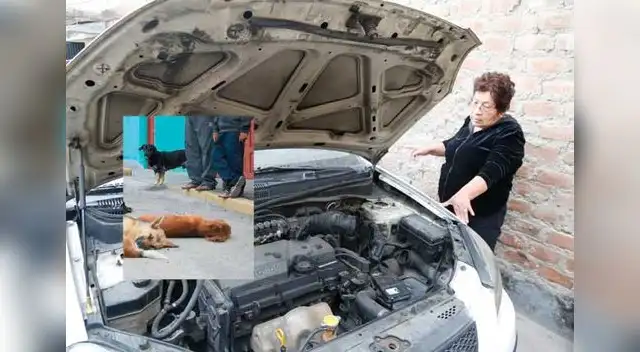 Luego de matar a los indefensos canes, hampones desmantelaron taxi.