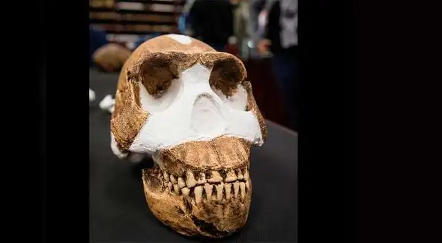 Homo naledi. 