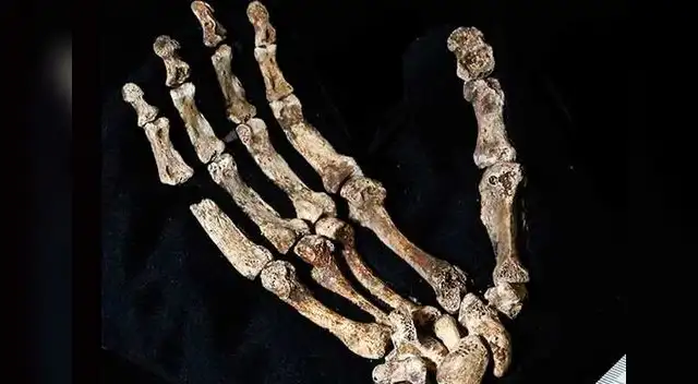 Homo naledi.