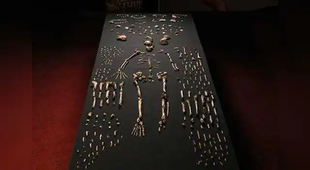 Homo naledi.