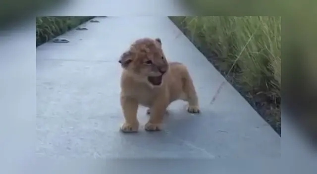 Miles de cibernautas se enamoraron del cachorro.