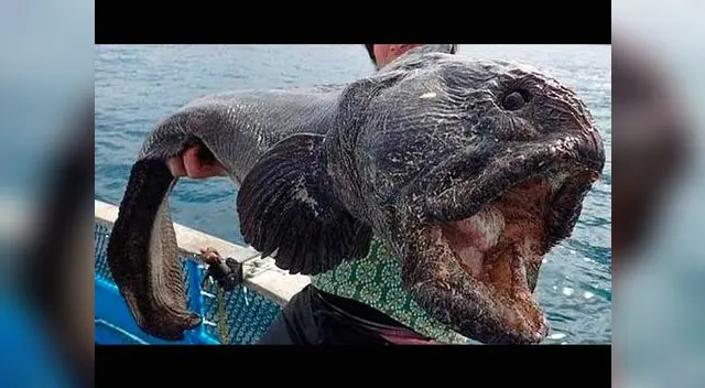 Pez lobo capturado por Hirosaka Hiroshi. Pez lobo capturado por Hirosaka Hiroshi.