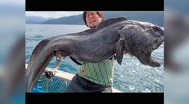 Pez lobo capturado por Hirosaka Hiroshi. Pez lobo capturado por Hirosaka Hiroshi.