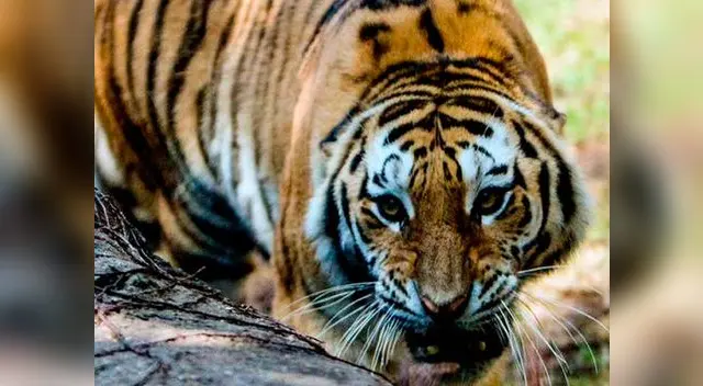 Este hecho viene siendo investigado por las autoridades