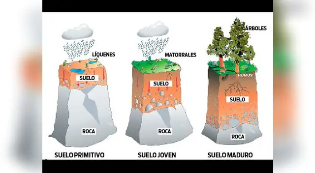 El suelo: cuáles son las capas del suelo, características del suelo El suelo: cuáles son las capas del suelo, características del suelo
