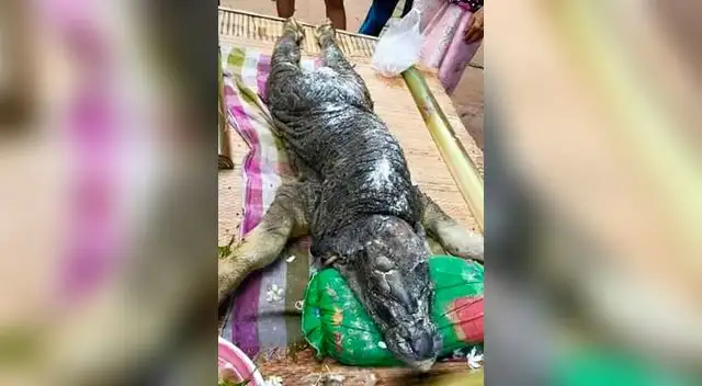 Animal con cuerpo de búfalo y cara de cocodrilo tiene escamas. Pareciera que hubiera sido quemado.