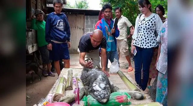 Animal con cuerpo de búfalo y cara de cocodrilo.
