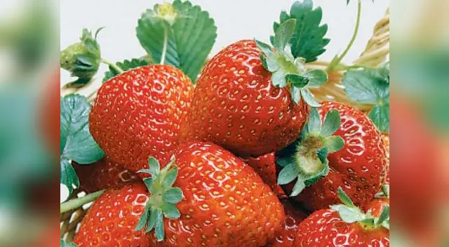 Es un complemento y no visto como reemplazo de alguna comida. Es un complemento y no visto como reemplazo de alguna comida.