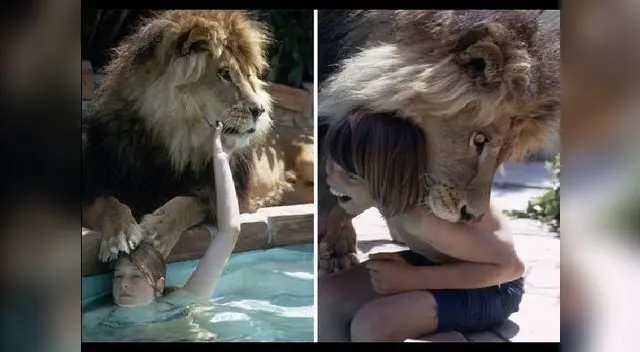 Los leones vivieron con la familia durante 11 años alcanzando la edad adulta. Los leones vivieron con la familia durante 11 años alcanzando la edad adulta.