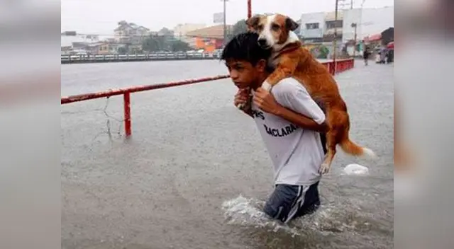 Los perros no serán abandonados.