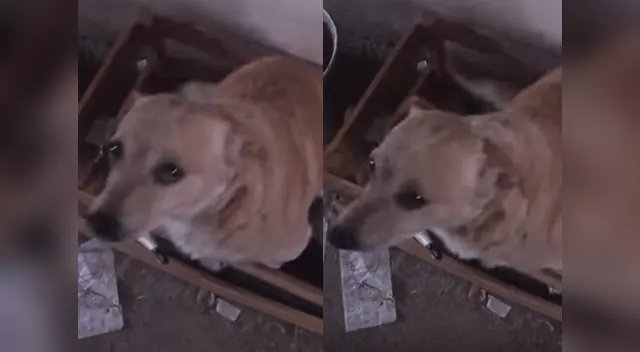 Can es la nueva sensación en YouTube.