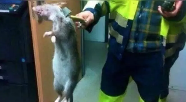 De un golpe en la cabeza mataron a la rata.