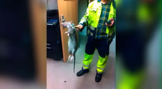 Rata fue encontrada en Alemania, pero pudo haber venido de cualquier parte del mundo.