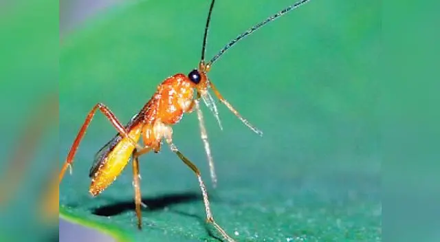Avispa parasitaria en Tanzania.