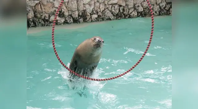 El show acuático es lo más esperado en el Parque de Las Leyendas.