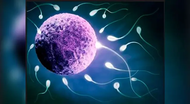 Los gametos. Los gametos.