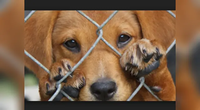 Pero no contempla corridas de toros. Pero no contempla corridas de toros.