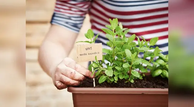 Información precisa para que tu hijo saque 20 en sus exámenes y tareas. Información precisa para que tu hijo saque 20 en sus exámenes y tareas.