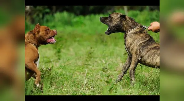 Ordenanza fue publicada en diario El Peruano