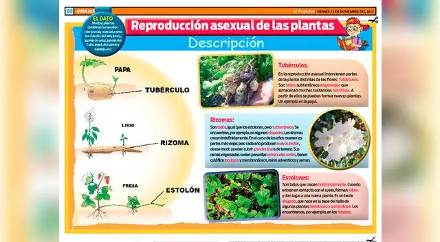 Reproducción asexual de las plantas: descripción. Reproducción asexual de las plantas: descripción.