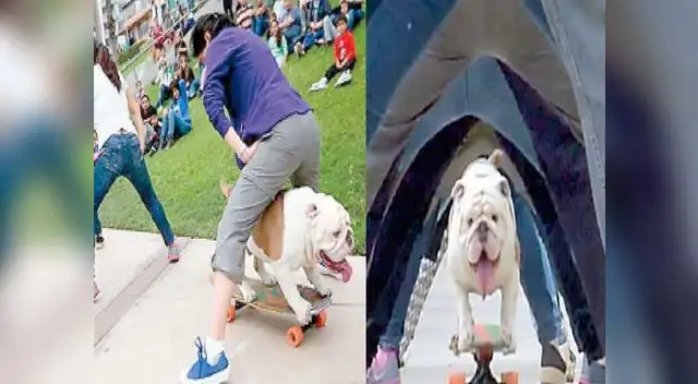 El bulldog de 3 años logró pasar entre las piernas de 30 personas.