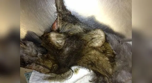 Phoenix llegó en estado crítico con los ojos blancos y lleno de parásitos en todo el cuerpo. Phoenix llegó en estado crítico con los ojos blancos y lleno de parásitos en todo el cuerpo.