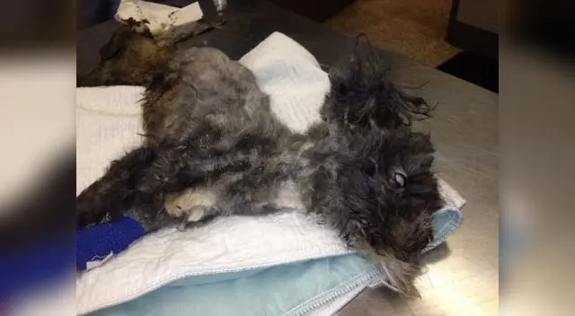 Phoenix llegó en estado crítico con los ojos blancos y lleno de parásitos en todo el cuerpo. Phoenix llegó en estado crítico con los ojos blancos y lleno de parásitos en todo el cuerpo.