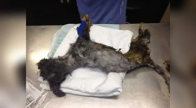 Phoenix llegó en estado crítico con los ojos blancos y lleno de parásitos en todo el cuerpo. Phoenix llegó en estado crítico con los ojos blancos y lleno de parásitos en todo el cuerpo.