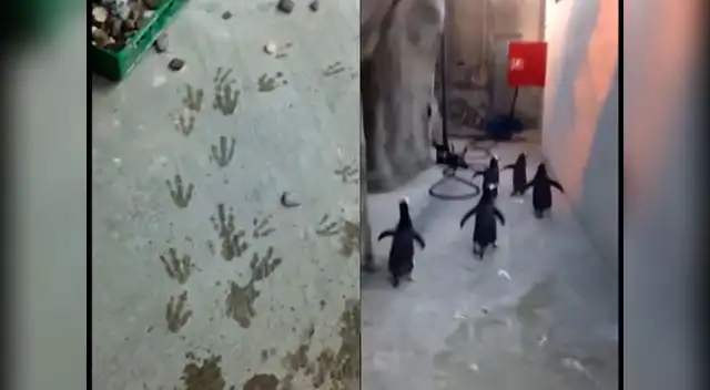 Los pingüinos al ser descubiertos corrieron en busca de otro escape pero fueron atrapados. Los pingüinos al ser descubiertos corrieron en busca de otro escape pero fueron atrapados.