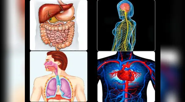 Sistemas del cuerpo humano.